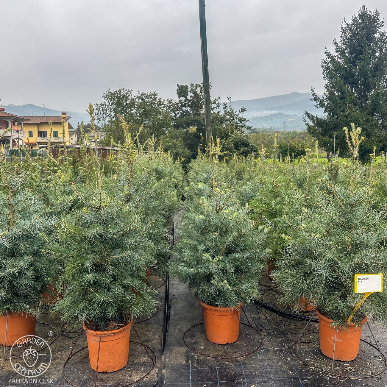 Obrázok Jedľa jednofarebná (Abies concolor) - výška 80-90 cm, kont. C12L